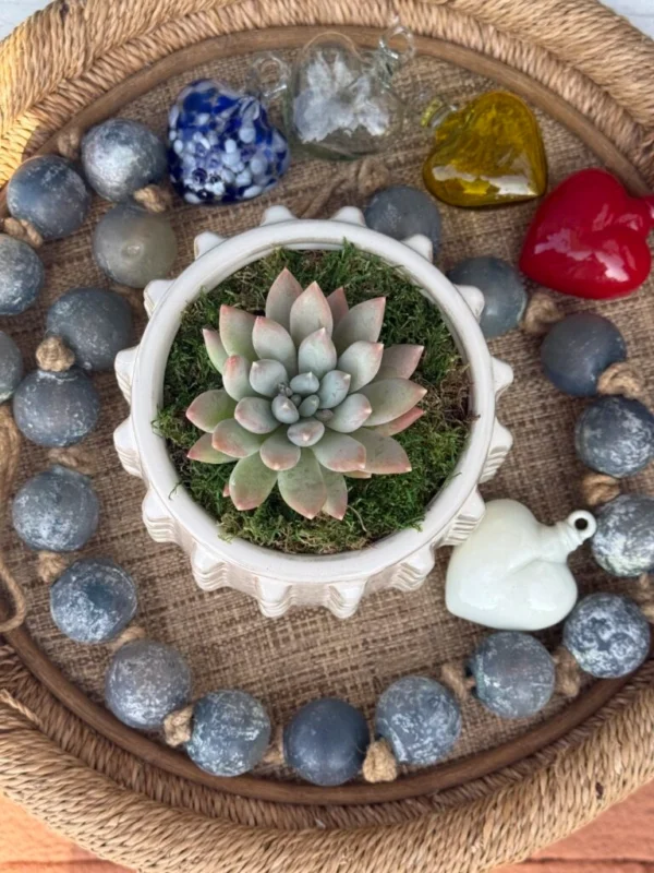 Succulent in Studded