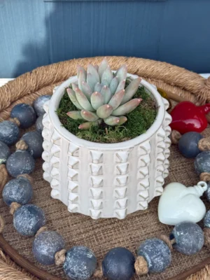 Succulent in Studded
