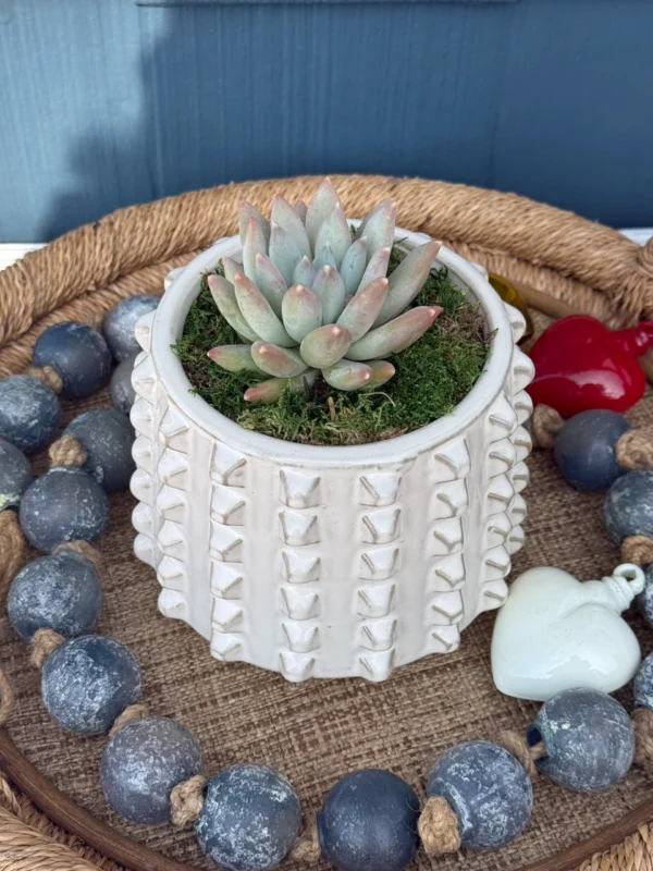 Succulent in Studded