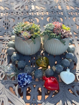 Colorful Succulents