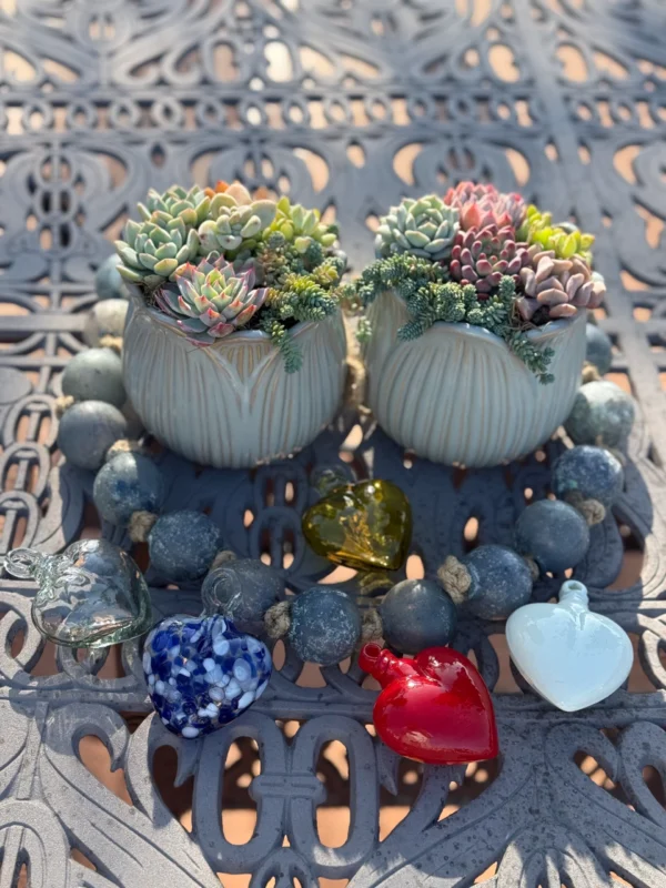 Colorful Succulents