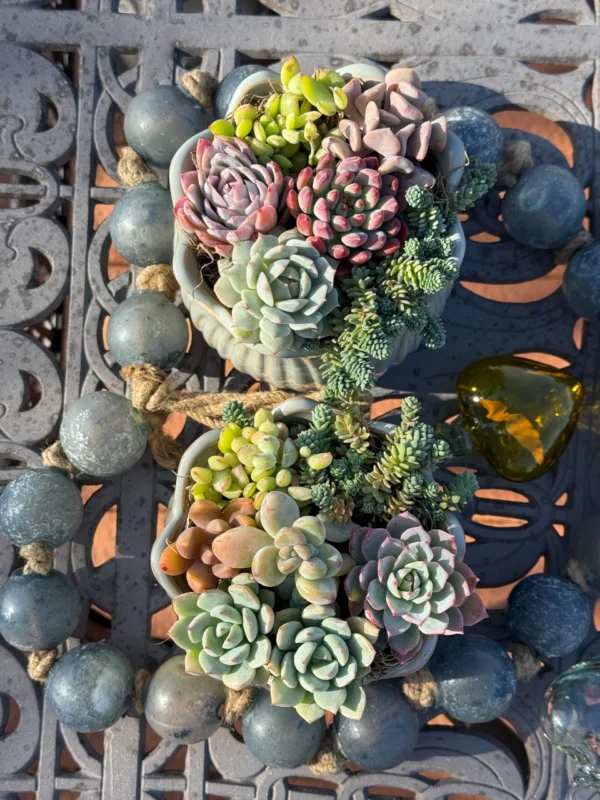 Colorful Succulents