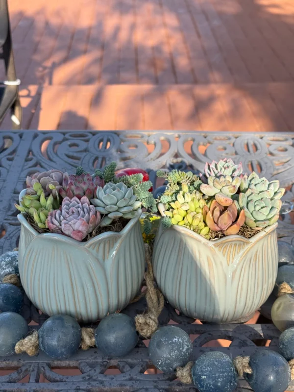 Colorful Succulents