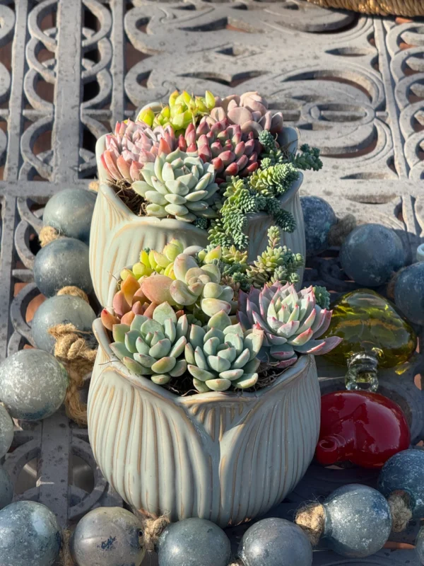 Colorful Succulents