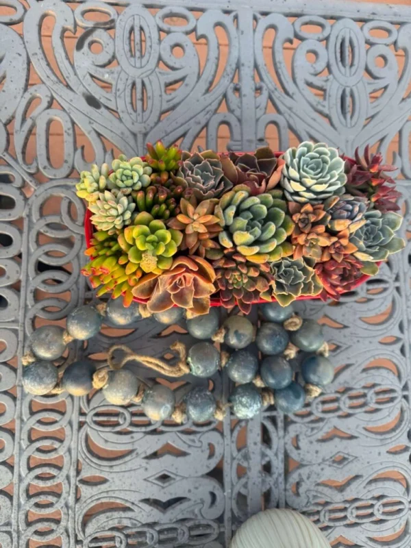 Colorful Succulents in Elegant Talavera Pot - Image 2