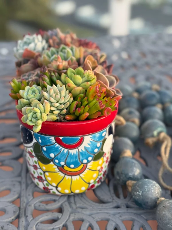 Colorful Succulents