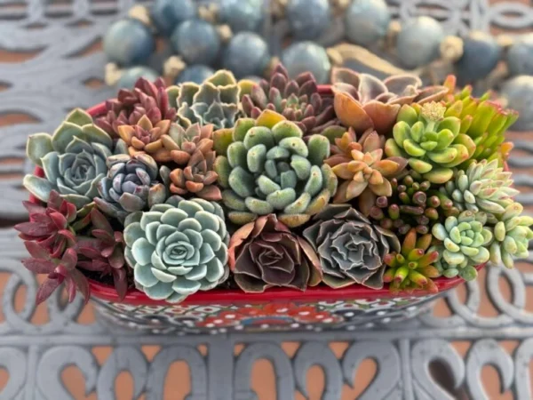 Colorful Succulents