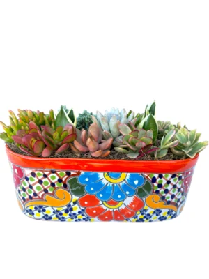 Colorful Succulents in Talavera