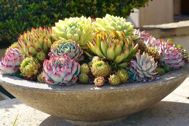 Vibrant Succulent Arrangements