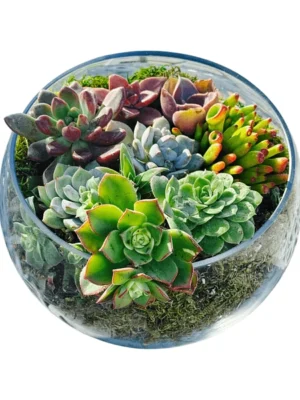 Glass Pot