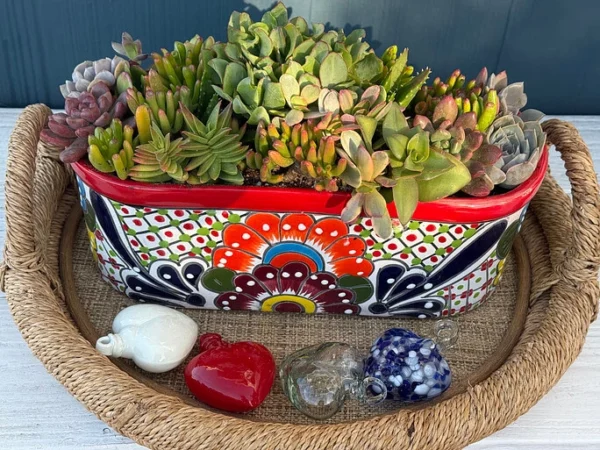 shandis garden Colorful Succulents