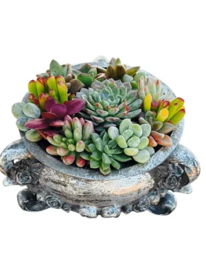 Succulents in Vintage Silver