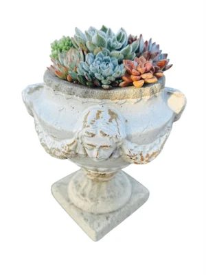 Succulents in Vintage