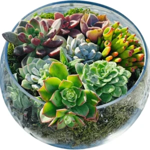 Colorful Succulents in Elegant Glass Pot