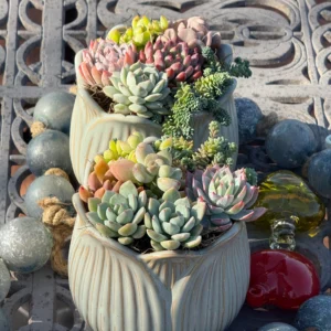 Colorful Succulents in White Planters