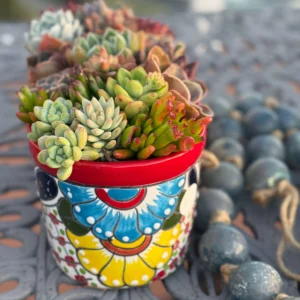 Colorful Succulents in Elegant Talavera Pot