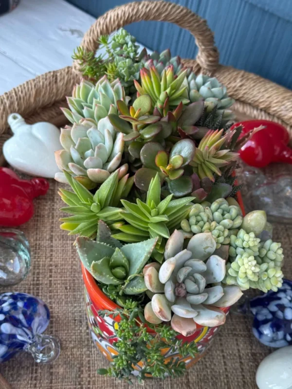Colorful Succulents in Talavera Pot - Image 3