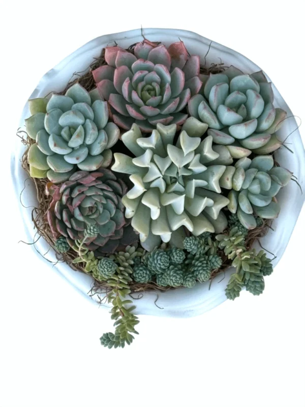 Vibrant and Succulent Arrangements - Image 2