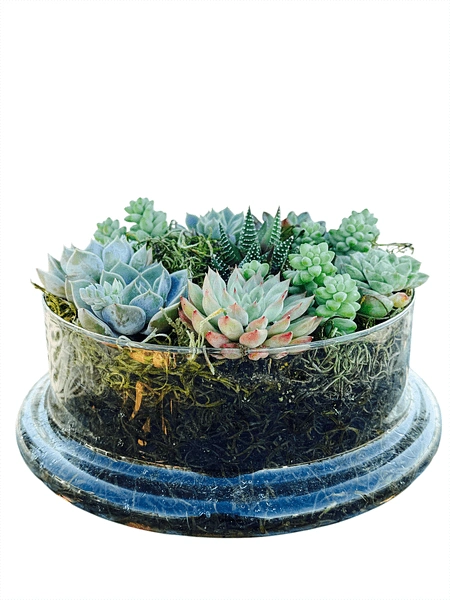 Colorful Succulents in Elegant Glass Pot