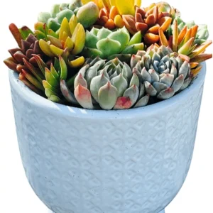 Succulent Arrangement in Elegant White Bowl