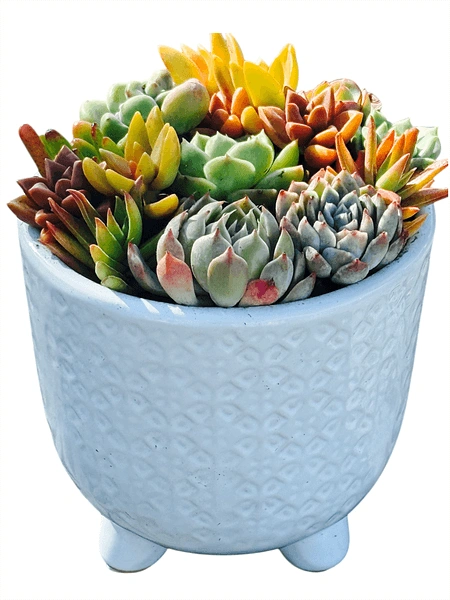 Succulent Arrangement in Elegant White Bowl