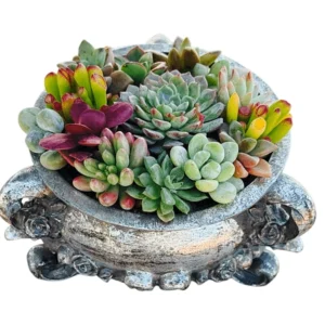 Succulents in Vintage Silver Pot