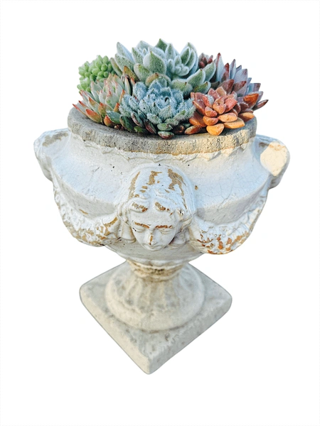 Succulents in Vintage Angel Pot