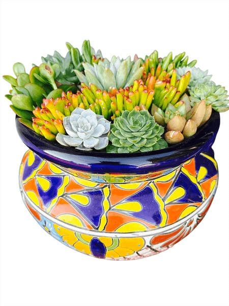Colorful Succulents in Elegant Talavera Pot
